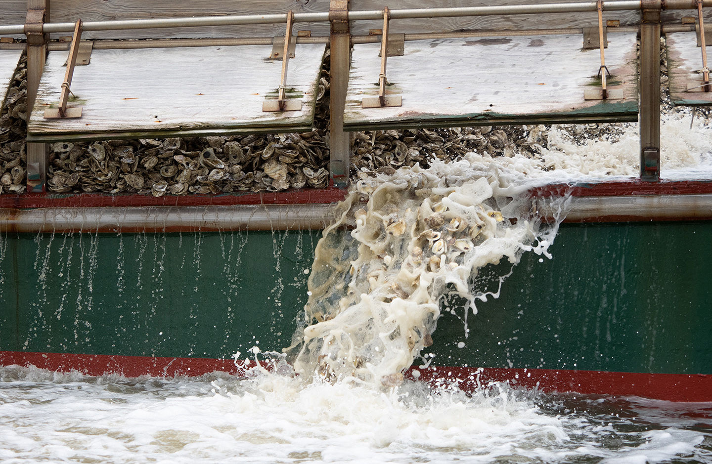 Adding oyster spat to the Tred Avon River, MD